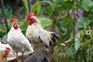 stand de poulet thaï sur le vieux bloc de bois photo