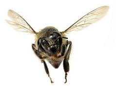 une abeille isolée sur fond blanc photo