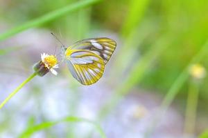 un papillon perché sur la belle fleur photo