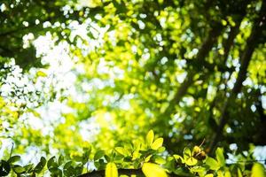 belle feuille verte naturelle et fond clair bokeh flou abstrait photo