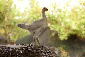 poulet thaï debout sur le poulailler brun dans la ferme photo