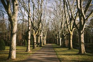 allée d'arbres en hiver à travers un parc de la ville photo