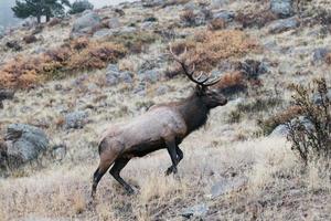 vue d'un cerf photo