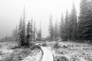 chemin noir et blanc dans la forêt photo