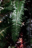 feuille de fougère verte photo