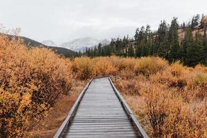 chemin dans les bois photo