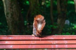 écureuil perché sur un banc de parc photo