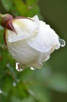 rose d'été avec goutte de pluie photo