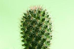 cactus humide sur fond vert. image en gros plan d'un cactus avec des gouttelettes d'eau sur des piquants. photo