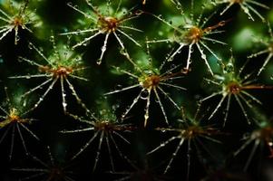 image macro de piquants de cactus avec des gouttelettes. photo