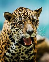 portrait de léopard photo