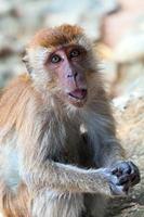 portrait de macaque