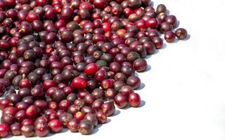 tas de grains de café bio cerise séchant dans un processus naturel sous le soleil sur fond blanc. le café arabica pousse bien dans le nord de la thaïlande photo