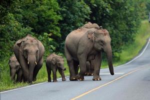 groupe d'éléphants marchant traverser la route dans le parc national. famille d'éléphants. photo