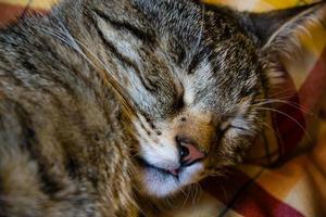 portrait de chat endormi photo
