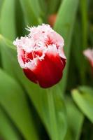 gros plan tulipe photo