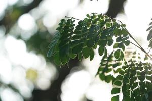 gros plan feuille avec fond bleu et bokeh. photo