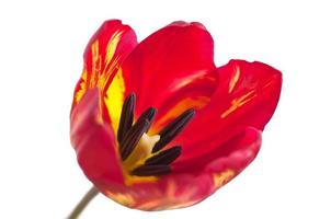 macro de tulipe rouge
