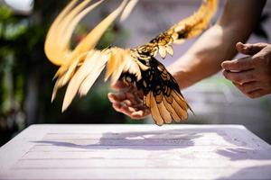 le poussin de sebright à l'arrière déploie les ailes et s'accroche à la main humaine sur la table en bois à la lumière extérieure. photo