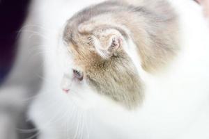 gros plan sur le nez court du chat persan court et les cheveux bruns orange avec le motif tigre dessus. photo