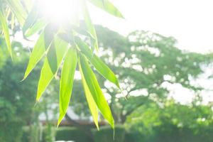 feuille de bambou simple asiatique dans le jardin avec espace de copie pour insérer n'importe quel texte ou citation en arrière-plan. photo