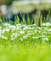 prairie de marguerites au printemps photo