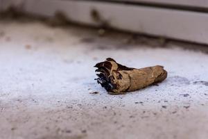 Talon de cigare dans une rue en gros plan photo