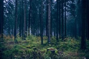 humeur du matin dans la forêt vi photo