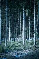 forêt de conifères mystique en hiver photo