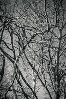 branches en noir et blanc photo