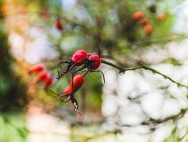 églantier à l'automne photo