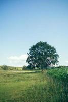 arbre sur le pré d'été photo