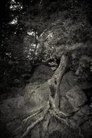 arbre fantôme dans la nature photo