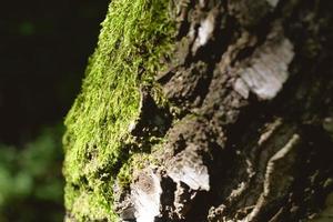 mousse sur tronc d'arbre photo