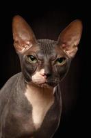 Closeup portrait of grumpy sphynx cat vue avant sur fond noir