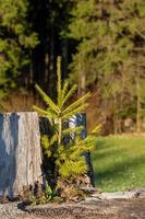 un petit conifère sur un tronc d'arbre photo