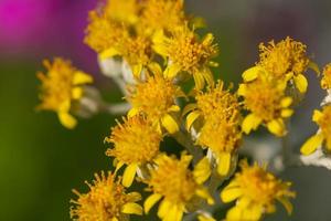 gros plan sur de jolies fleurs d'été jaunes délicates photo