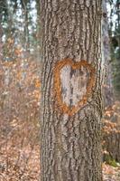 coeur sur tronc d'arbre photo