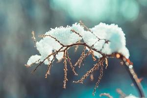 glace et neige sur les branches en hiver photo