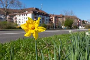 fleur de narcisse jaune qui pousse dans la ville photo