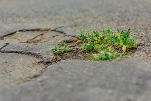 mauvaises herbes dans une rue en mise au point sélective photo