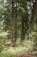 forêt de conifères en été photo