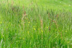 prairie au printemps photo