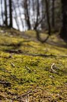 mousse dans une forêt au printemps photo