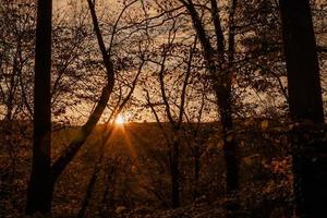 coucher de soleil le soir dans une forêt photo