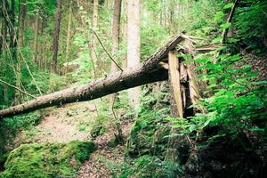 arbre de vice-culotte photo