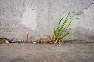 mauvaises herbes devant le mur d'une maison photo