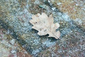 feuille de chêne gelée en hiver photo