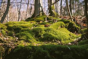 forêt avec de la mousse verte sur le sol au soleil photo