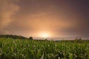 un champ de maïs vert en été au coucher du soleil photo